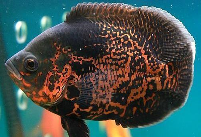 收了別人送的魚缸好嗎？從風水、心理與現實角度全面解析，收下他人贈送的魚缸究竟好不好？風水禁忌、心理影響與實用考量全解讀