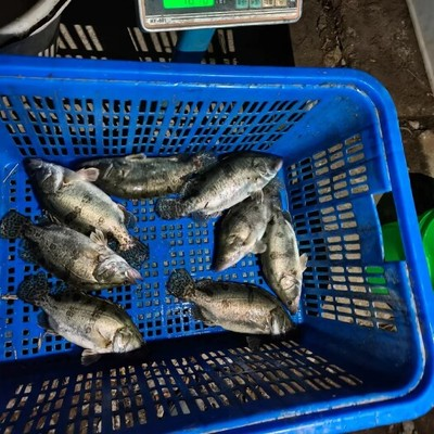 客廳養(yǎng)魚10大忌，避免這些錯(cuò)誤讓你的魚兒健康快樂(lè)，客廳養(yǎng)魚10大忌，避開這些錯(cuò)誤讓魚兒健康又快樂(lè)