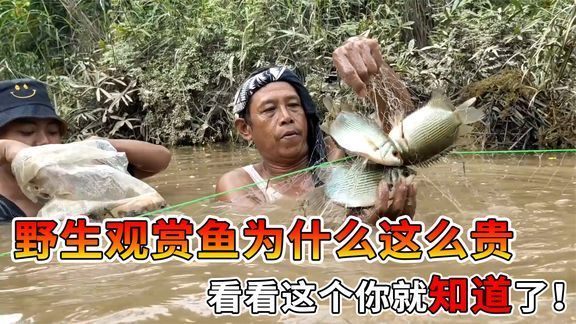 詳細(xì)閱讀:一個(gè)魚(yú)塘可以養(yǎng)幾種魚(yú)二十年前的:探秘魚(yú)塘生態(tài),一個(gè)魚(yú)塘究竟能養(yǎng)幾種魚(yú)? 一個(gè)魚(yú)塘可以養(yǎng)幾種魚(yú)二十年前的:探秘魚(yú)塘生態(tài),一個(gè)魚(yú)塘究竟能養(yǎng)幾種魚(yú)?