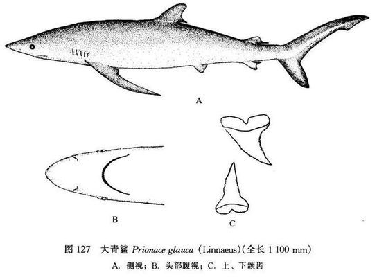 什么屬相不適合養魚看見魚好嗎：屬相與養魚的關聯，哪些屬相不適合養魚？