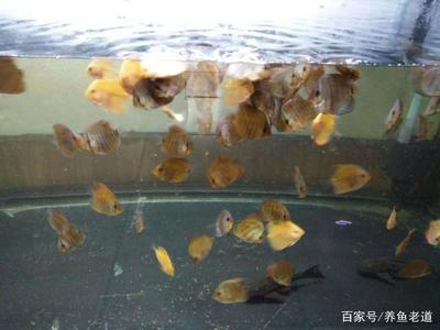 金魚養3條吉利嗎好嗎：金魚養 3 條，吉利之選的奧秘 金魚養3條吉利嗎好嗎：金魚養 3 條，吉利之選的奧秘 龍魚百科 第2張