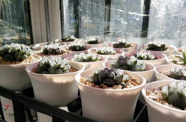 魚缸水pH值低了怎么辦？全面解析原因與解決方案，魚缸水pH值低的全面解析，原因與解決方案指南 魚缸水pH值低了怎么辦？全面解析原因與解決方案，魚缸水pH值低的全面解析，原因與解決方案指南 龍魚百科 第2張