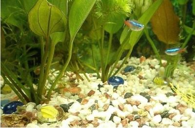 附近出售魚苗,優質魚苗選購指南與養殖技巧,優質魚苗選購指南與養殖技巧,附近魚苗出售信息 龍魚百科 第2張 附近出售魚苗,優質魚苗選購指南與養殖技巧,優質魚苗選購指南與養殖技巧,附近魚苗出售信息 附近出售魚苗,優質魚苗選購指南與養殖技巧,優質魚苗選購指南與養殖技巧,附近魚苗出售信息 龍魚百科 第2張