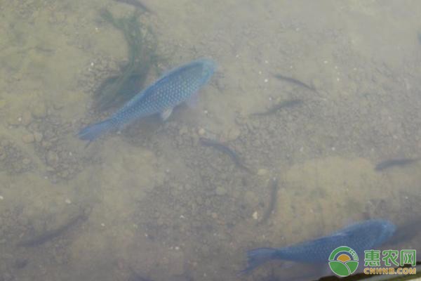 鱔魚養(yǎng)殖，技術(shù)與市場前景分析，鱔魚養(yǎng)殖技術(shù)與市場前景全面解析 鱔魚養(yǎng)殖，技術(shù)與市場前景分析，鱔魚養(yǎng)殖技術(shù)與市場前景全面解析 龍魚百科 第2張