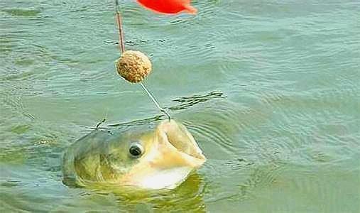 龍魚要多少度水溫養：龍魚飼養的黃金水溫揭秘