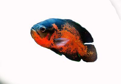 魚缸的正確擺放位置大全，風水、美觀與實用性的完美結合，魚缸擺放全攻略，風水、美觀與實用性的最佳平衡
