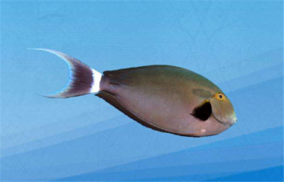 進(jìn)門見魚缸最佳位置風(fēng)水上：進(jìn)門見魚缸，財氣滿盈家
