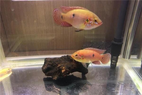 十大招財魚排行：探秘十大招財魚，家居水族的吉祥之選