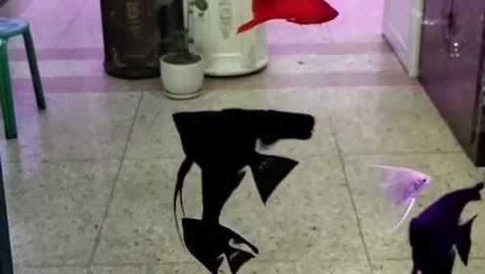 養三條魚的寓意，從風水、文化到心靈成長的深層解讀，養三條魚的寓意，風水講究、文化象征與心靈成長的全方位解析