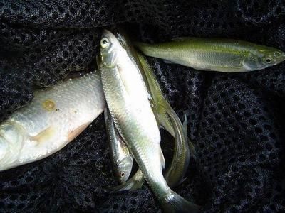 最招財的魚圖片，風水吉祥與財富象征，最招財的風水魚圖片，吉祥象征與財富運勢全解析