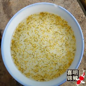 什么魚生命力最頑強？盤點自然界中的不死之魚，自然界十大生命力最頑強的‘不死之魚’盤點