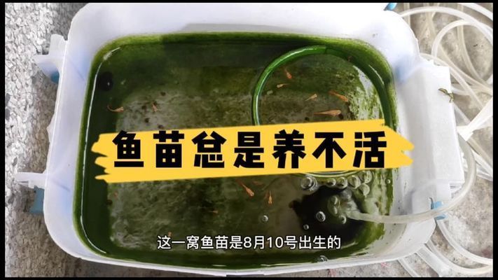 家里養多少條魚最吉利有財？風水學解析與養魚指南，風水養魚招財指南，家里養幾條魚最吉利旺財？