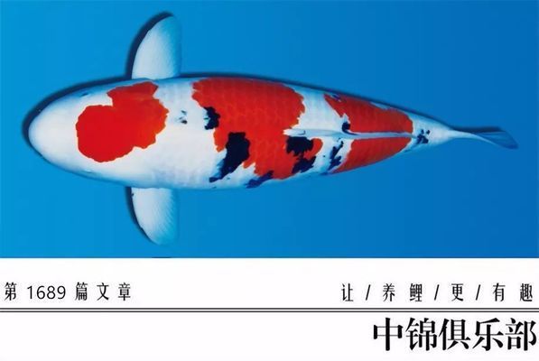 新手必看！最好養的淡水魚推薦及飼養指南，新手必看！10種最適合初學者的淡水魚推薦與飼養技巧