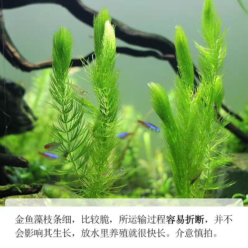 1～9條魚吉祥寓意：魚躍福澤，10 19 條魚背后的吉祥密語