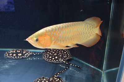讓魚不死的方法，科學養殖與日常護理指南，科學養魚指南，讓魚不死的養殖與日常護理技巧