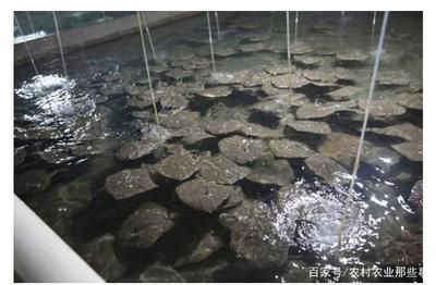 養(yǎng)錦鯉的十大忠告，新手必讀的實用指南，養(yǎng)錦鯉的十大忠告，新手必讀的實用指南