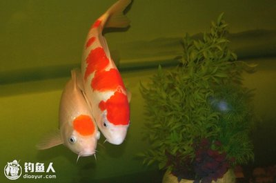 魚躍龍門，探尋魚字最旺的四個漢字背后的文化密碼，魚躍龍門，解碼魚字最旺四漢字的文化奧秘