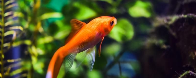 什么魚(yú)招財(cái)鎮(zhèn)宅又好養(yǎng)又好看：錦鯉與金魚(yú)，招財(cái)鎮(zhèn)宅的風(fēng)水佳選與易養(yǎng)之道
