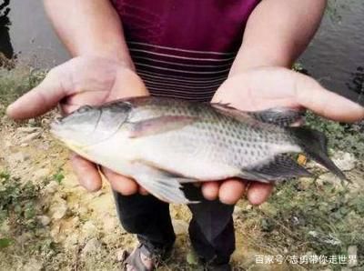 養魚養幾錦鯉比較好？數量選擇的科學指南，養錦鯉的最佳數量選擇，科學指南與實用建議