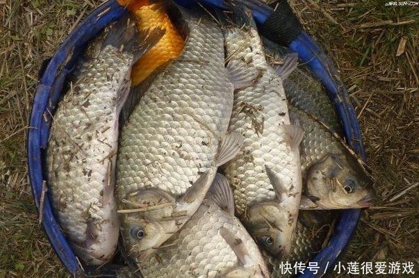 收到別人送魚的寓意著什么，文化、心理與情感的深層解讀，收魚之禮，文化象征、心理動(dòng)機(jī)與情感表達(dá)的深層意涵