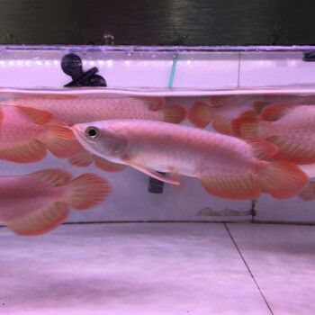 曼龍魚養(yǎng)幾條不打架？科學飼養(yǎng)指南，曼龍魚混養(yǎng)數(shù)量與防斗指南，科學飼養(yǎng)技巧解析
