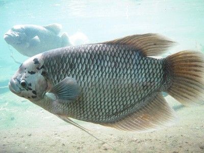 龍魚飾品的寓意及佩戴禁忌，龍魚飾品的寓意與佩戴禁忌全解析