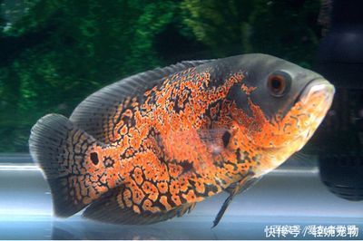 家庭魚缸養什么魚最好，新手入門指南，新手必看！家庭魚缸最適合養的5種易養觀賞魚推薦