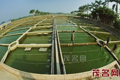養魚一般養幾條才招財？風水魚數量與財運解析，風水魚養幾條最招財？數量與財運的深度解析