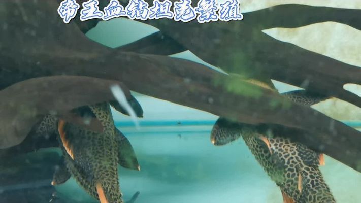 龍魚鎮宅最忌三種水果，風水禁忌與養護指南，龍魚鎮宅三大水果禁忌，風水講究與養護全攻略