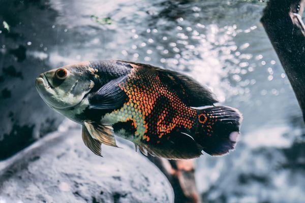 風水魚養幾條最合適？數字背后的吉祥寓意與科學搭配，風水魚養幾條最旺運？吉祥數字與科學飼養全解析