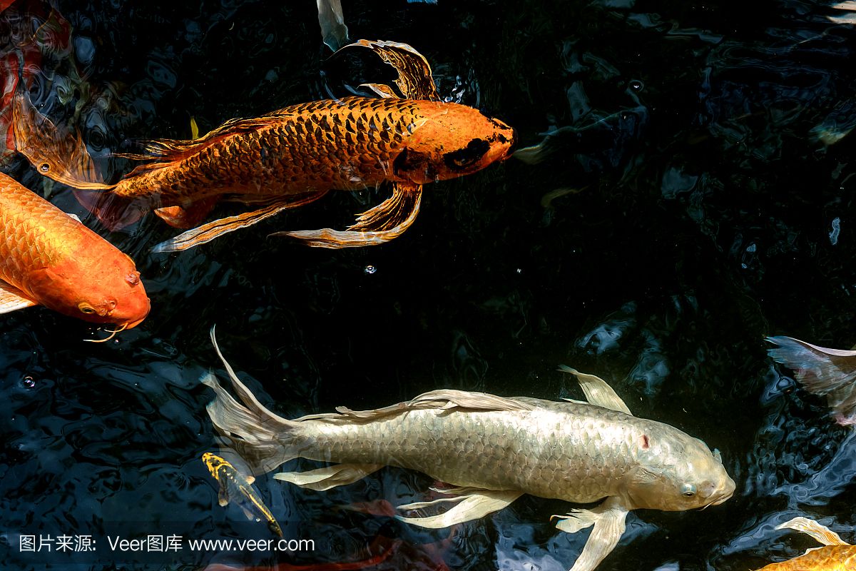 龍魚跳缸是兇是吉嗎：龍魚跳缸，是兇是吉的神秘面紗