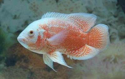 客廳養魚風水十大忌諱，打造和諧家居的必備指南，客廳養魚風水十大忌諱，打造和諧家居的必備指南