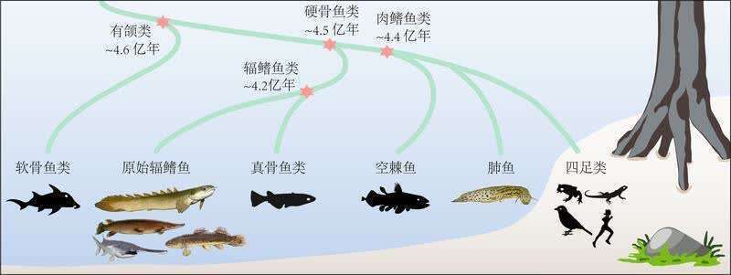 不宜養魚的4個屬相：家里為何不能隨便養魚，你所不知道的養魚門道