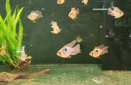 魚擺件一般人不敢用：龍魚擺件頭朝哪擺放，探尋背后的文化寓意與美學考量
