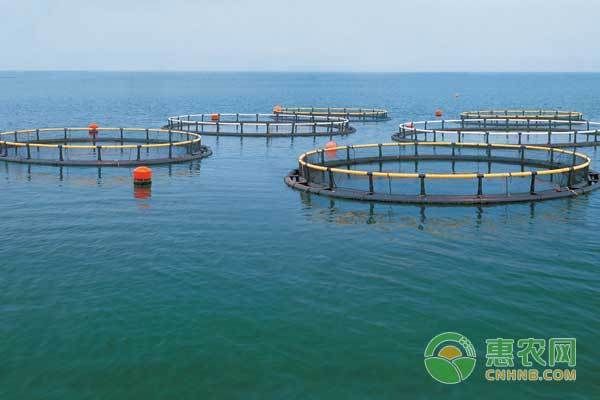 詳細閱讀:曼龍魚怎么看出是一對來,鑒別與配對技巧詳解,曼龍魚配對技巧,如何鑒別與成功配對 曼龍魚怎么看出是一對來,鑒別與配對技巧詳解,曼龍魚配對技巧,如何鑒別與成功配對