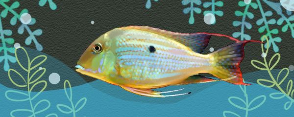 龍魚鎮宅最忌三種魚嗎：龍魚鎮宅最忌三種魚，鎮宅魚類選擇的講究與忌諱