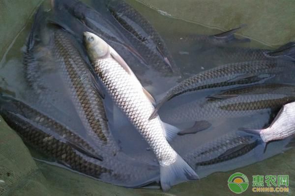 什么屬相不能帶龍魚(yú)？揭秘風(fēng)水禁忌與生肖相克，屬相與龍魚(yú)相克，揭秘哪些生肖不宜養(yǎng)龍魚(yú)的風(fēng)水禁忌 什么屬相不能帶龍魚(yú)？揭秘風(fēng)水禁忌與生肖相克，屬相與龍魚(yú)相克，揭秘哪些生肖不宜養(yǎng)龍魚(yú)的風(fēng)水禁忌 龍魚(yú)百科 第3張