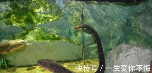 魚擺件一般人不敢用：魚擺件與屬相的奇妙緣分，探尋最佳搭配之道