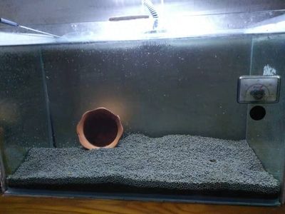 76年的龍配幾條魚最合適呢：76 年的龍配幾條魚最合適，傳統(tǒng)風(fēng)水與文化寓意的深度解讀