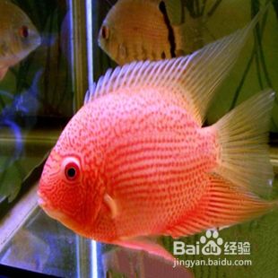 詳細閱讀:養三條龍魚不是一般人—揭秘龍魚飼養的奢華與挑戰,(注,根據用戶要求,僅生成1個標題),三龍共舞,揭秘富豪圈層龍魚飼養的百萬級投入與生死博弈,設計說明,聚焦三條龍魚的特殊性,用共舞增強畫面感;富豪圈層百萬級投入直擊奢華本質,生死博弈點明挑戰,吸引目標讀者點擊) 養三條龍魚不是一般人—揭秘龍魚飼養的奢華與挑戰,(注,根據用戶要求,僅生成1個標題),三龍共舞,揭秘富豪圈層龍魚飼養的百萬級投入與生死博弈,設計說明,聚焦三條龍魚的特殊性,用共舞增強畫面感;富豪圈層百萬級投入直擊奢華本質,生死博弈點明挑戰,吸引目標讀者點擊)