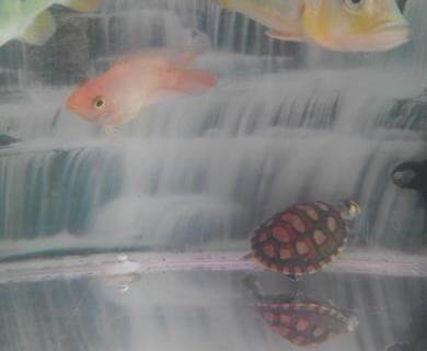 錦鯉浮在水面沒精神？揭秘原因與拯救方法，錦鯉浮頭沒精神？5大原因及急救措施全解析