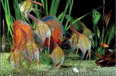 鱘龍魚照片大全圖片：探秘鱘龍魚，珍稀水生巨獸的視覺盛宴