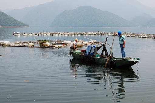 金龍魚(yú)有什么講究和忌諱嗎：金龍魚(yú)的講究與忌諱，文化內(nèi)涵與風(fēng)水寓意