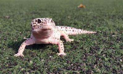 養龜風水大忌，這四個屬相的人不宜養龜，小心招災惹禍！，四大屬相養龜風水禁忌，當心招災惹禍！