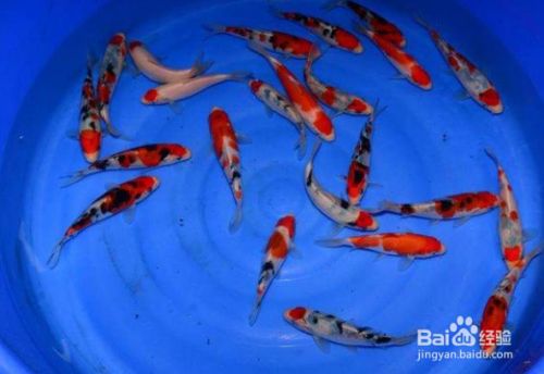 擺供魚頭朝西還是東：擺供魚頭朝里還是朝外，傳統習俗與文化寓意的深度探究