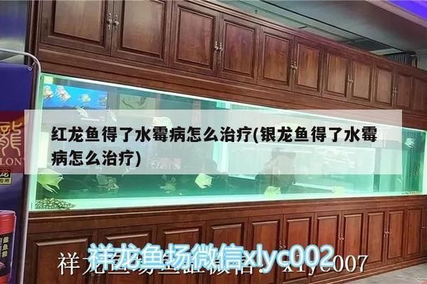 龍魚的寓意和象征，東方文化中的祥瑞之靈，龍魚，東方文化中的祥瑞之靈與美好寓意