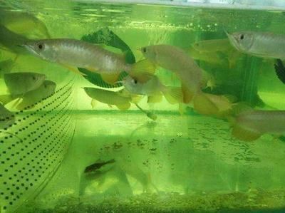 龍魚的棲息偏好，靜水與動(dòng)水環(huán)境全解析，靜水還是動(dòng)水？龍魚棲息環(huán)境偏好深度解析