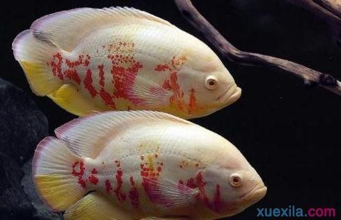 招財龍是什么魚圖片：招財龍是什么魚，揭開這一神秘魚類的面紗