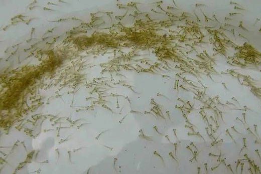 世界上最貴的龍魚多少錢一條：世界上最貴的龍魚，水中的勞斯萊斯，奢華與珍稀的象征