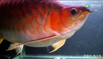 魚擺件最忌三個地方：魚的擺件擺在什么位置好，風水寓意與美學布局的完美融合